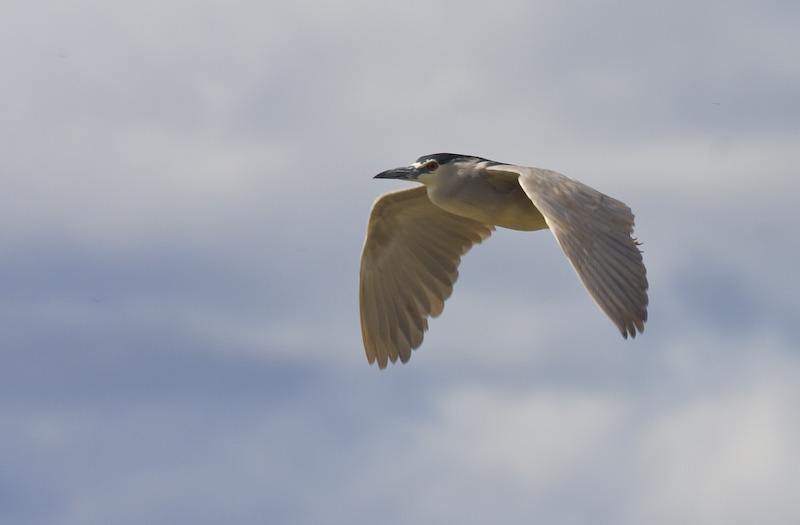 Black-Crowned Night Heron In Flight